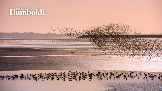 birds over the marsh ad dusk